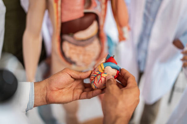 Heart Anatomy and Physiology